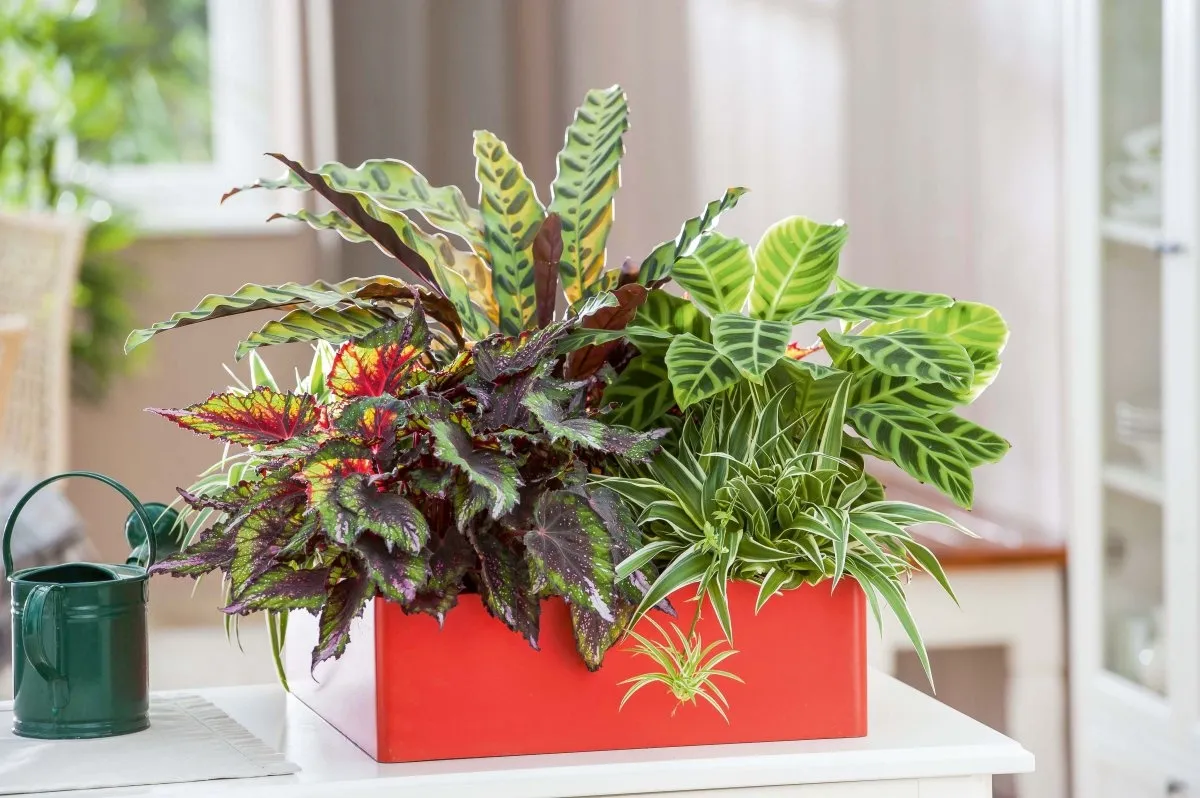 rośliny do przedpokoju z oknem rozproszone światło