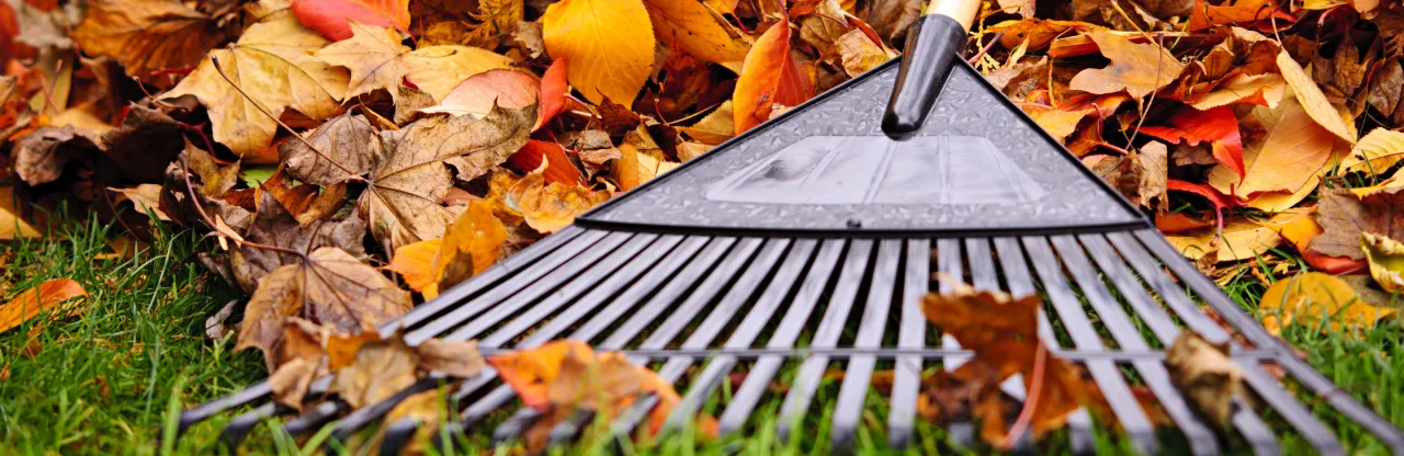 Grabie na tle jesiennych liści. Czas zadbać o trawnik i przygotować go do wiosny.
