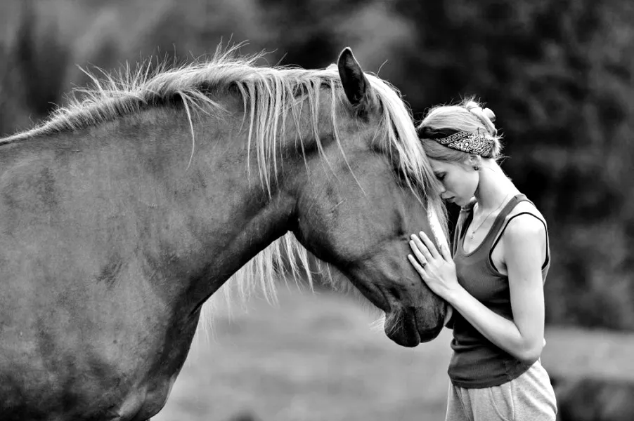 koń relaksuje się przy człowieku