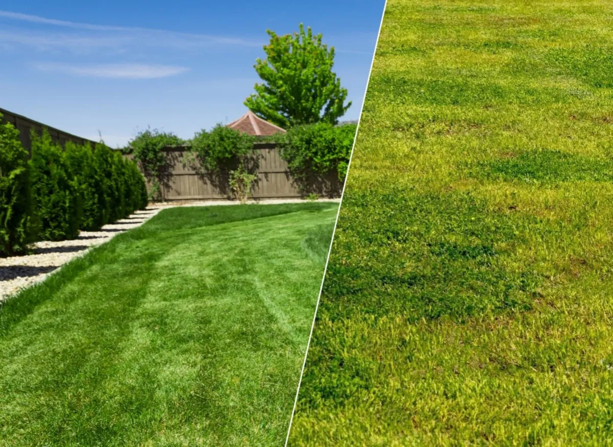 Oprysk punktowy perzu w trawniku