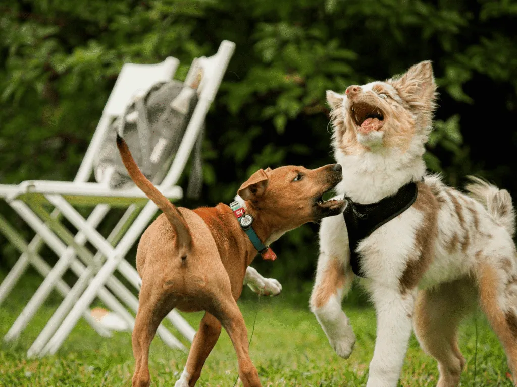 szczeniak socjalizacja z innymi psami