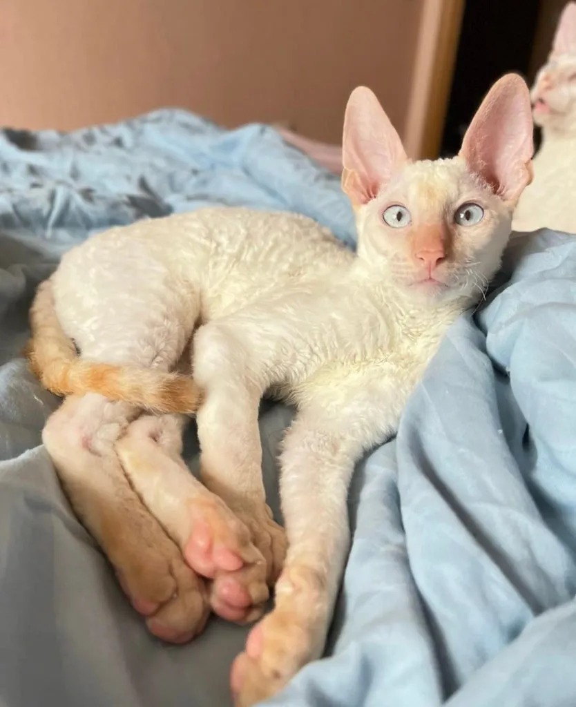 Zdjęcie Devon Rex a Cornish Rex różnice - co musisz wiedzieć, aby wybierać mądrze