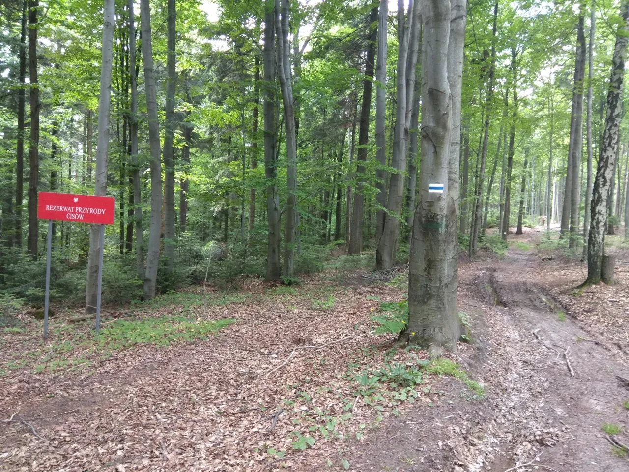 Niebieski szlak turystyczny znak PTTK w górach