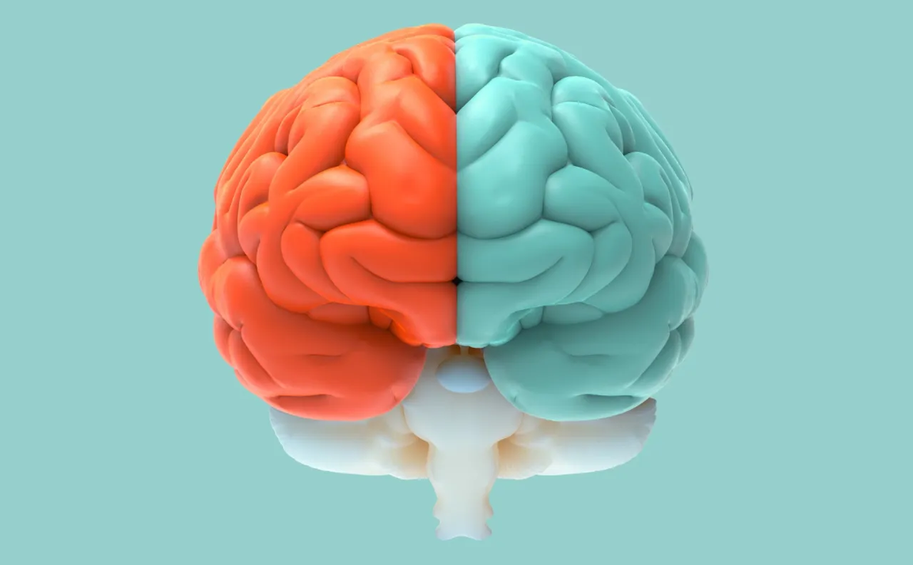 M&oacute;zg człowieka p&oacute;łkule