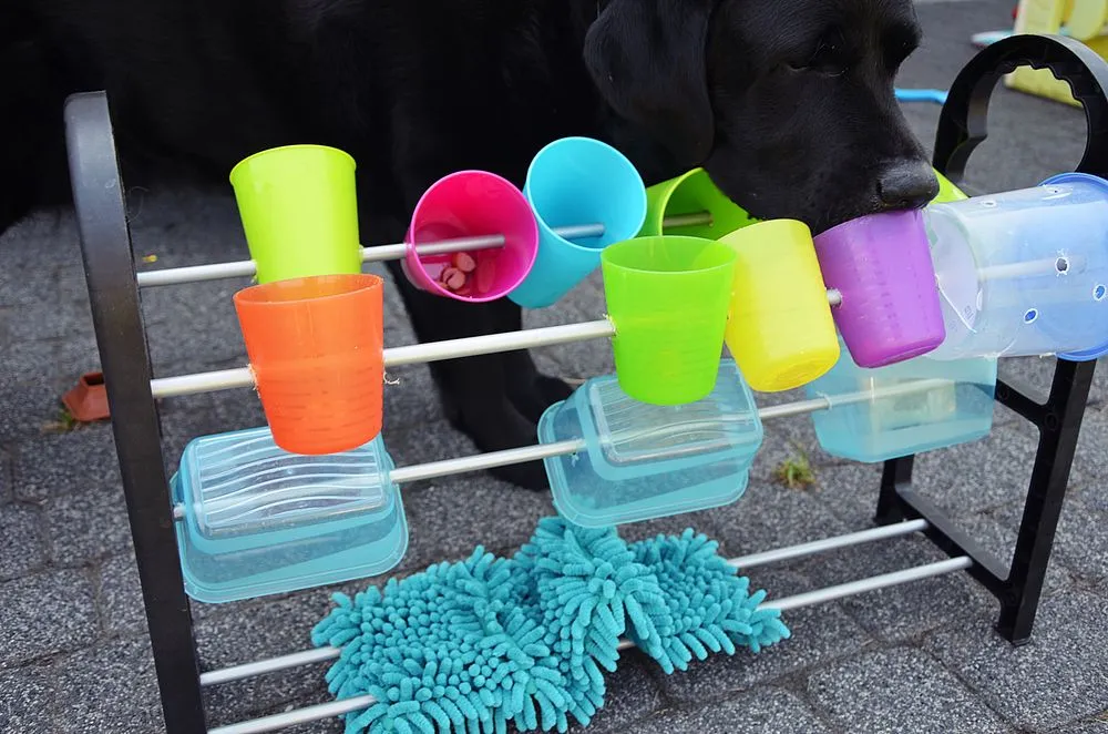 DIY zabawki dla psa z recyklingu, zadowolony pies z domową zabawką