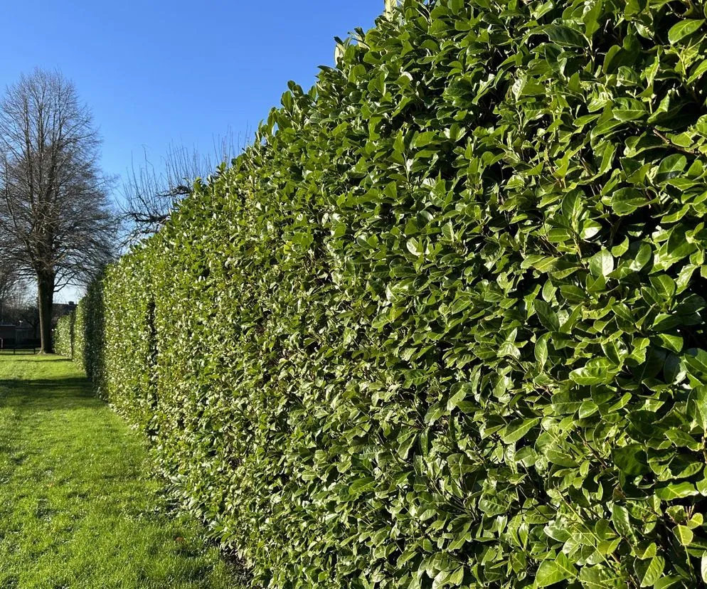 r&oacute;żne żywopłoty iglaste przy płocie