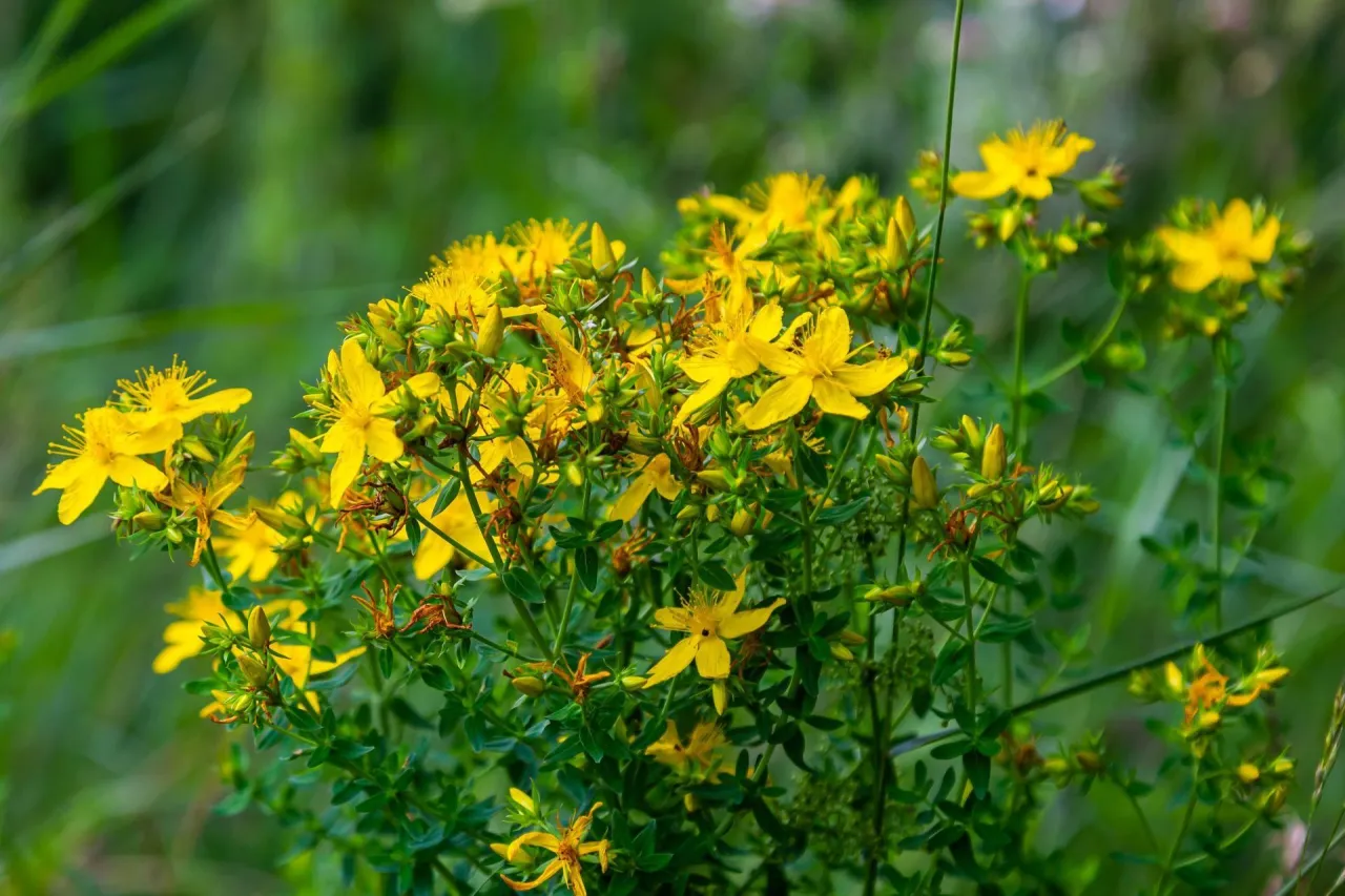 Dziurawiec zwyczajny roślina