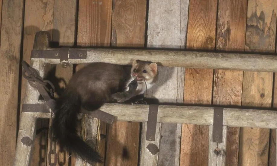 zabezpieczenie posesji przed kuną