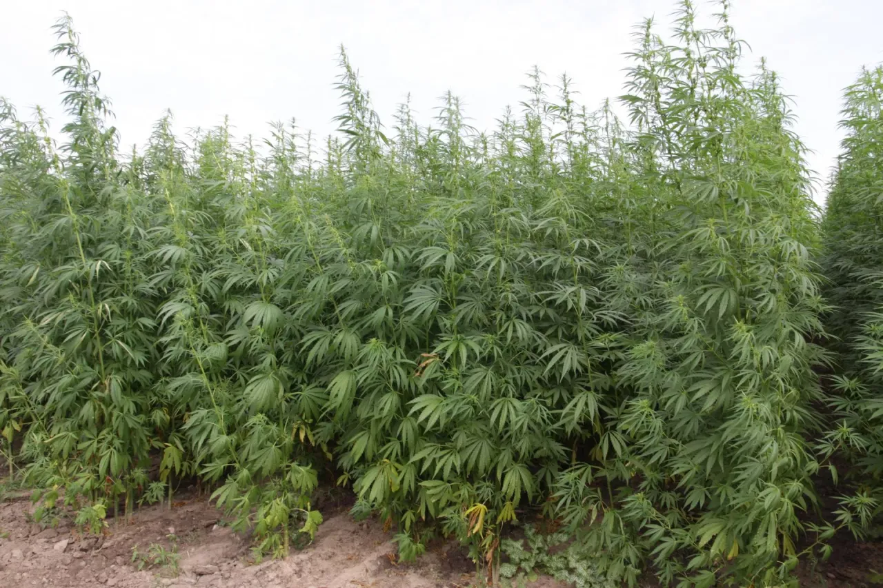 Legalność konopi w Polsce grafika