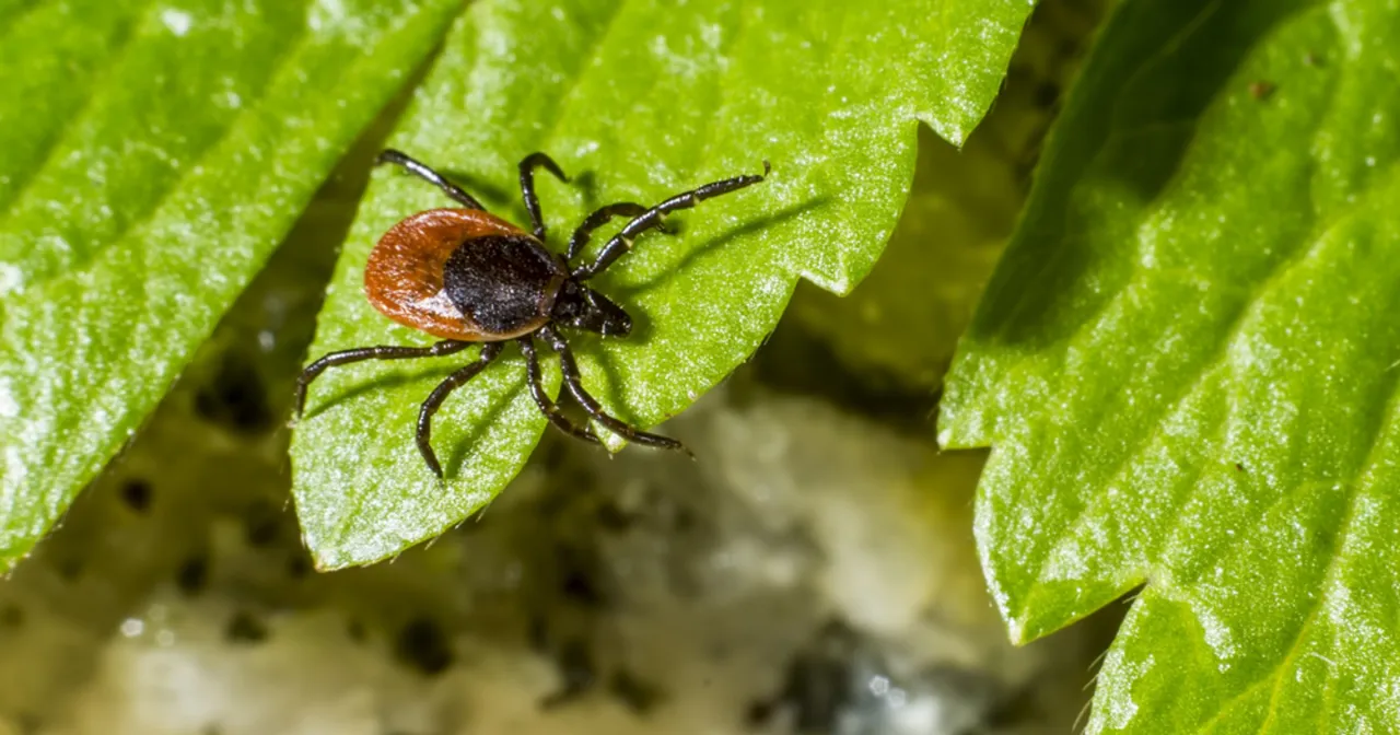 odstraszanie kleszczy w ogrodzie