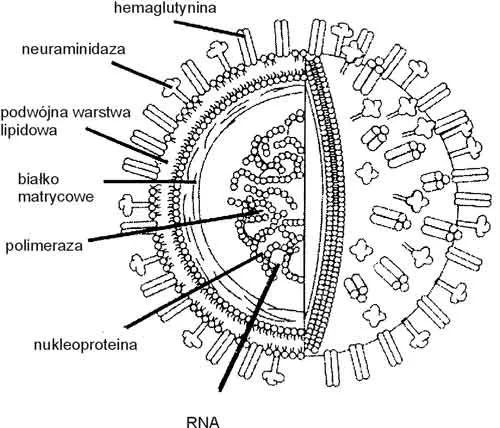 wirus grypy typu B schemat