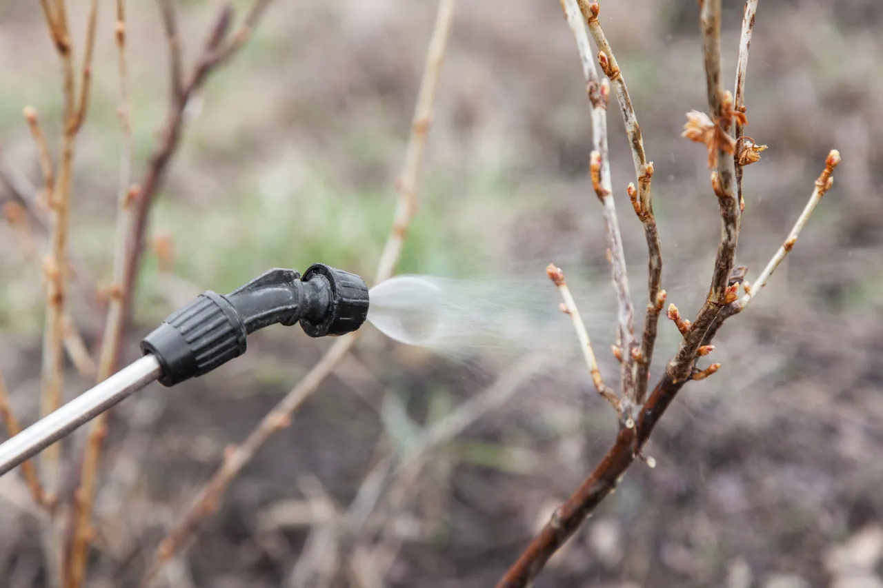 Opryskiwanie gałęzi przed wiosennym przebudzeniem. Czysta zima ustępuje miejsca nowemu życiu.