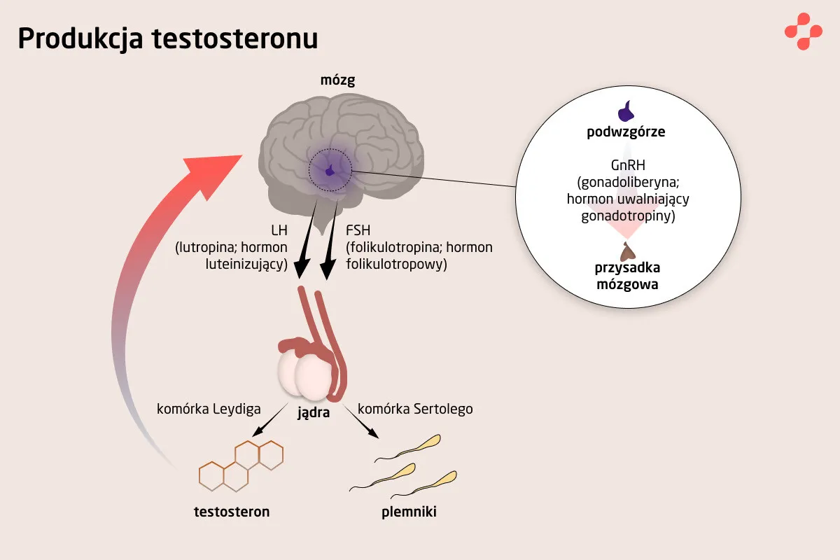 Mężczyzna transpłciowy menstruacja
