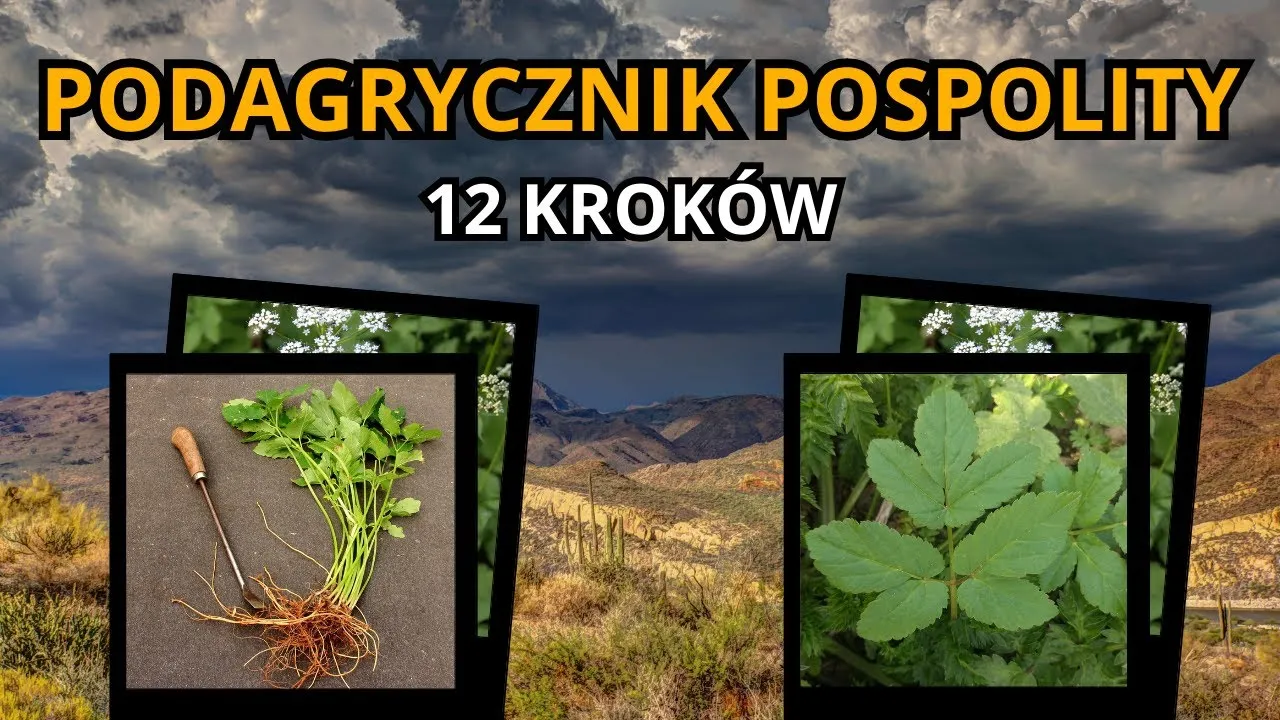 perz właściwy vs podagrycznik pospolity identyfikacja