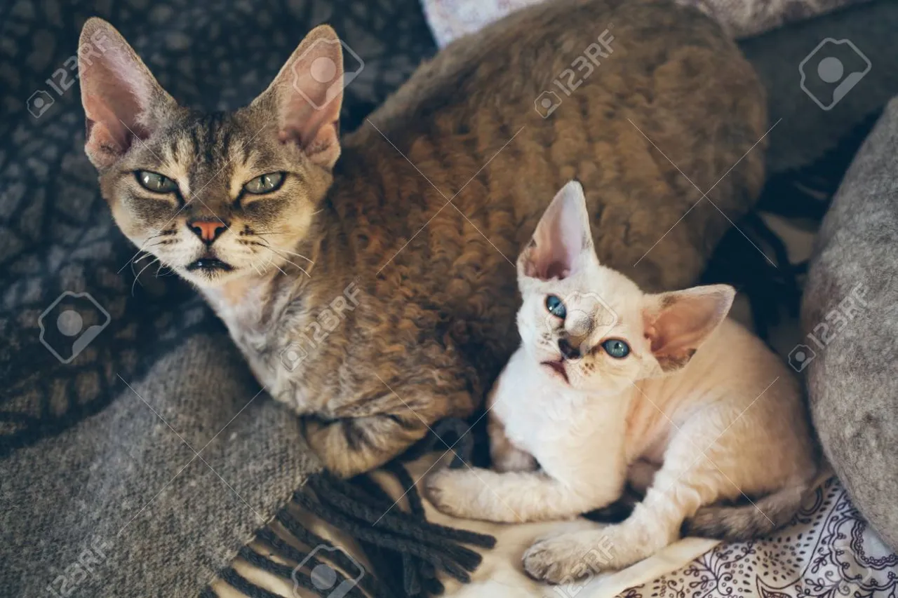 devon rex z dziećmi