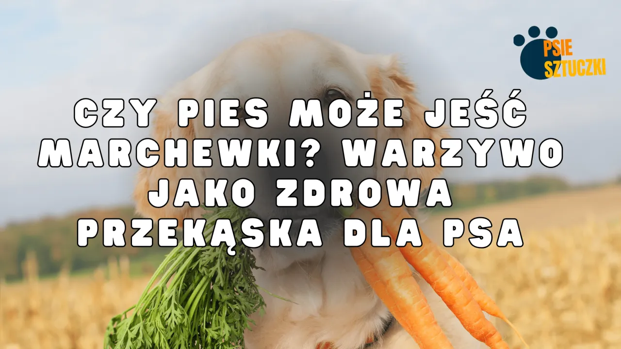 bezpieczne kawałki marchewki dla psa