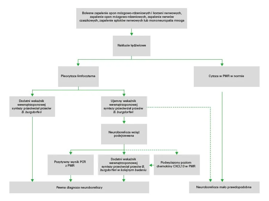 Diagnostyka neuroboreliozy schemat