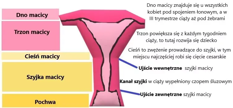 budowa szyjki macicy w ciąży schemat