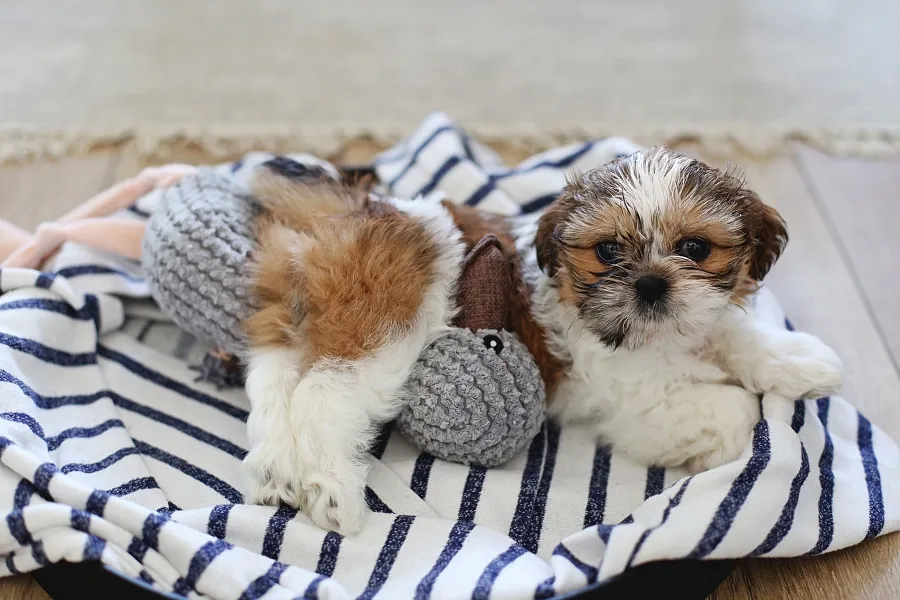 szczeniak shih tzu noworodek 2 miesiące 4 miesiące