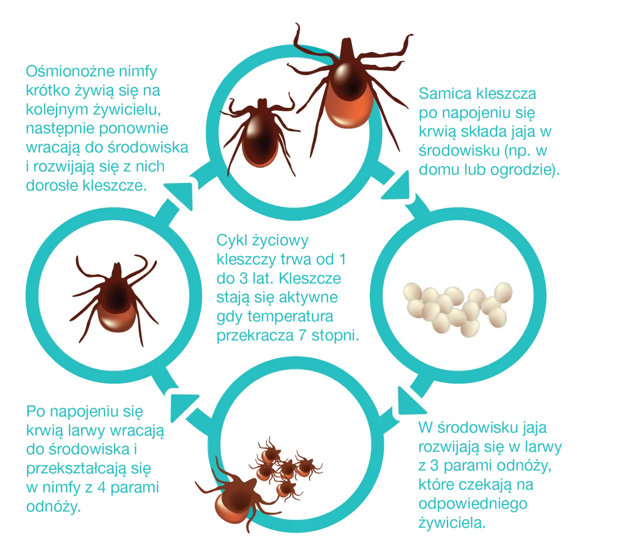 Cykl życia kleszcza grafika