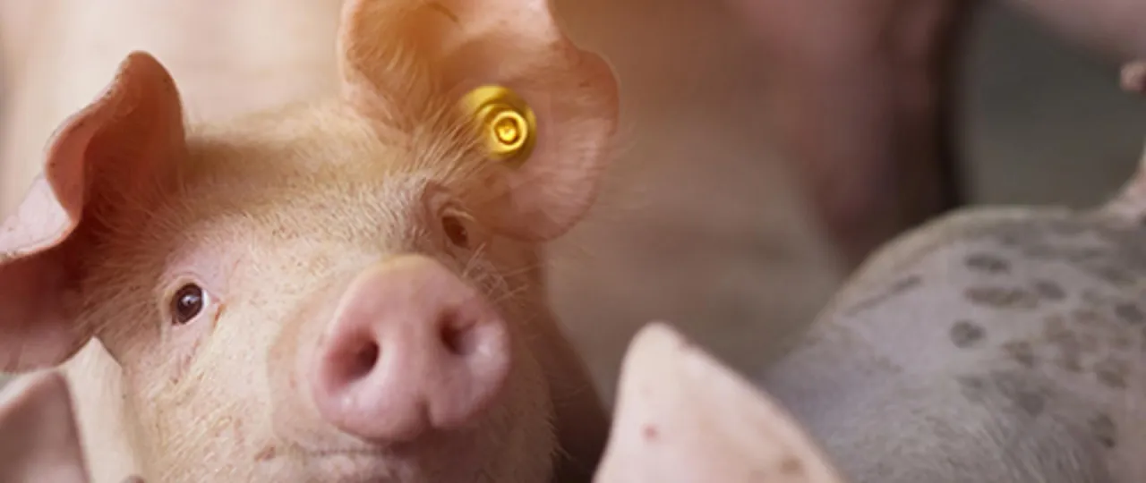 Świnia z kolczykiem w uchu. Zastanawiasz się, czy można hodować świnie na własny użytek?