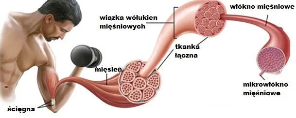 Mięśnie po treningu mikrouszkodzenia włókien