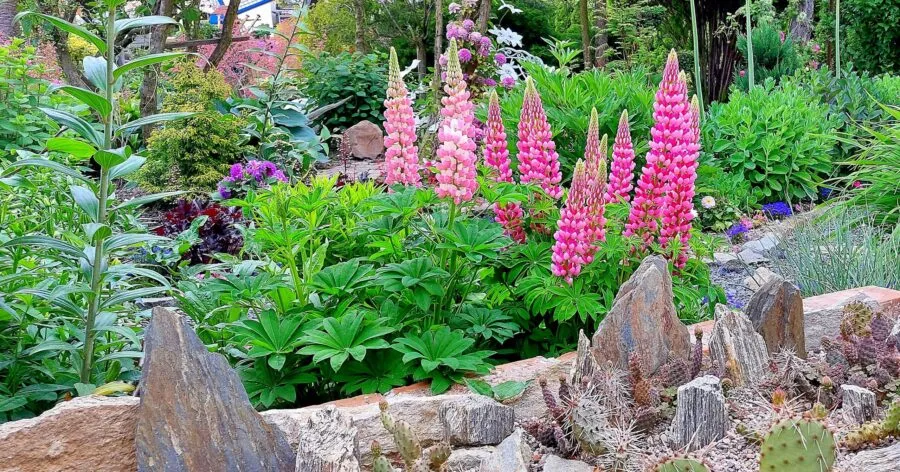 słoneczne stanowisko i przepuszczalna gleba dla łubinu