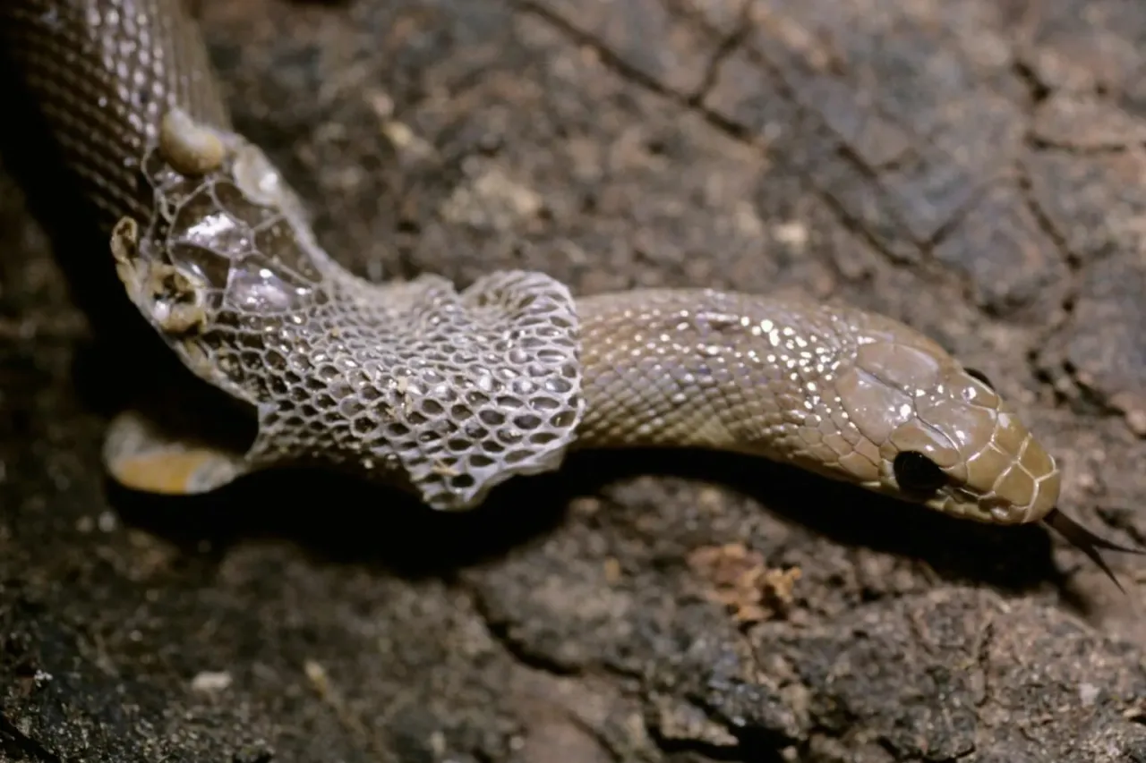 wąż z problemami z wylinką