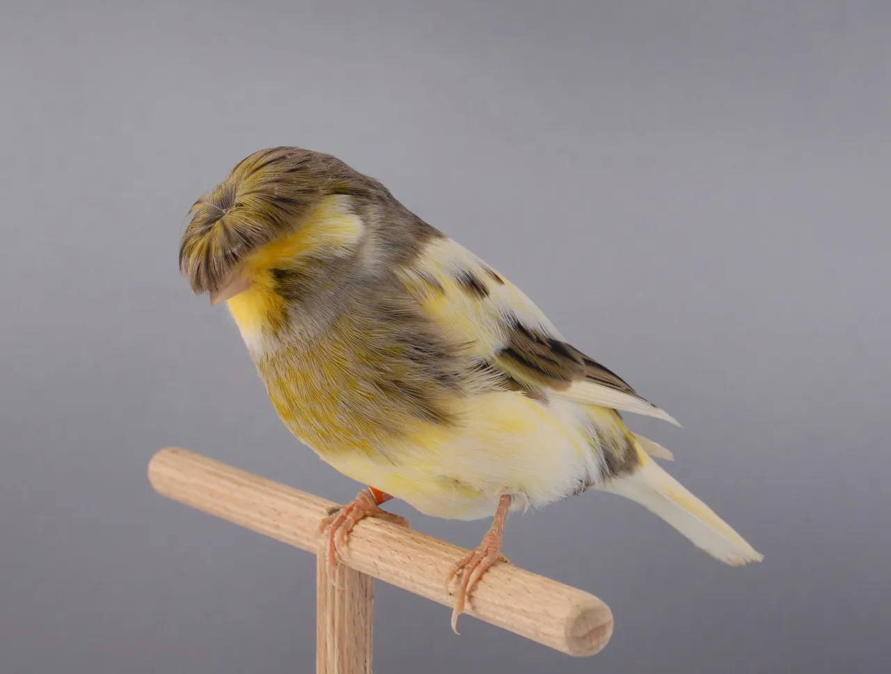 Płochliwy kanarek w klatce