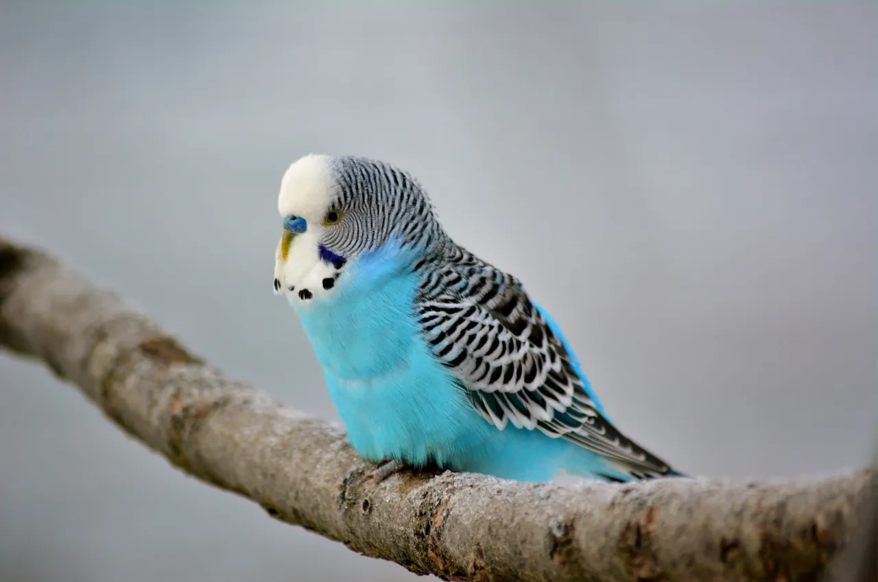 papużka falista samiec zaloty