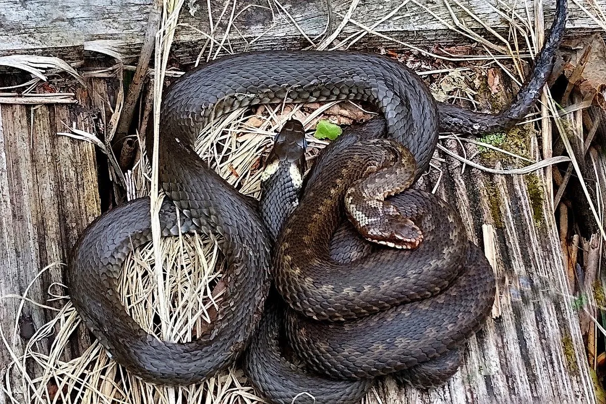 żmija zygzakowata vs zaskroniec