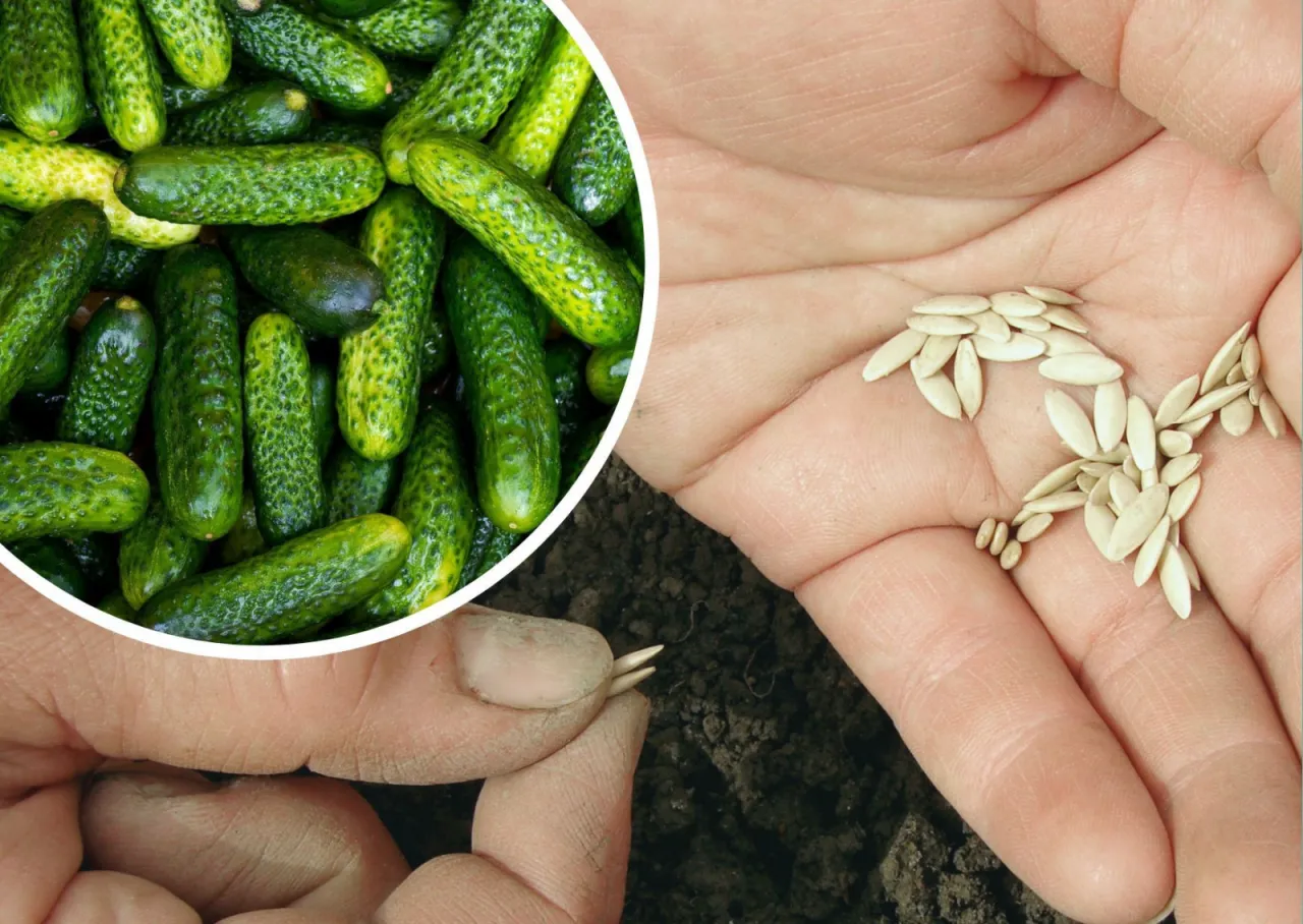 Nasiona og&oacute;rk&oacute;w na 10 ar&oacute;w. Dłoń trzyma nasiona og&oacute;rk&oacute;w, obok stos świeżo zebranych og&oacute;rk&oacute;w.