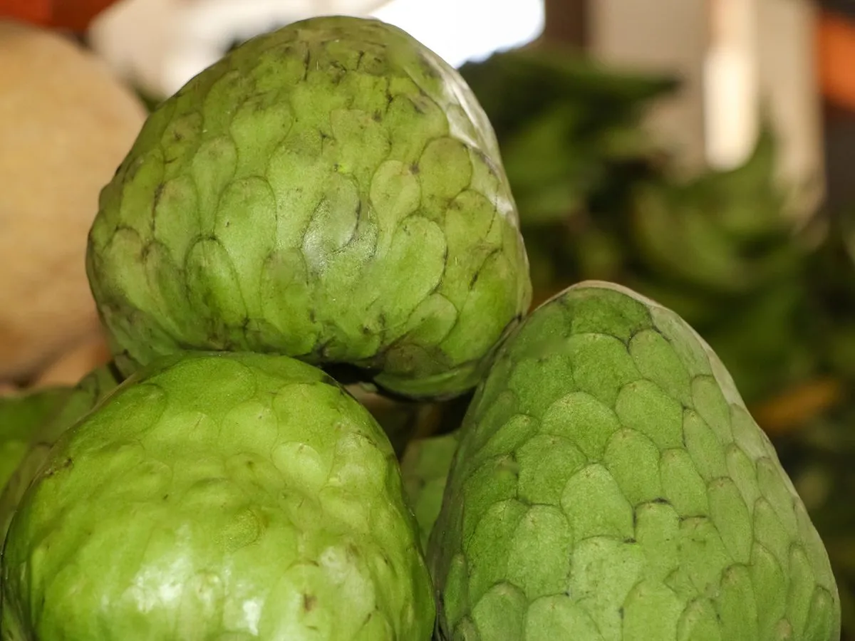 Zielone, łuskowate owoce cherimoya, wyglądające jak małe smocze jaja, gotowe do spożycia.