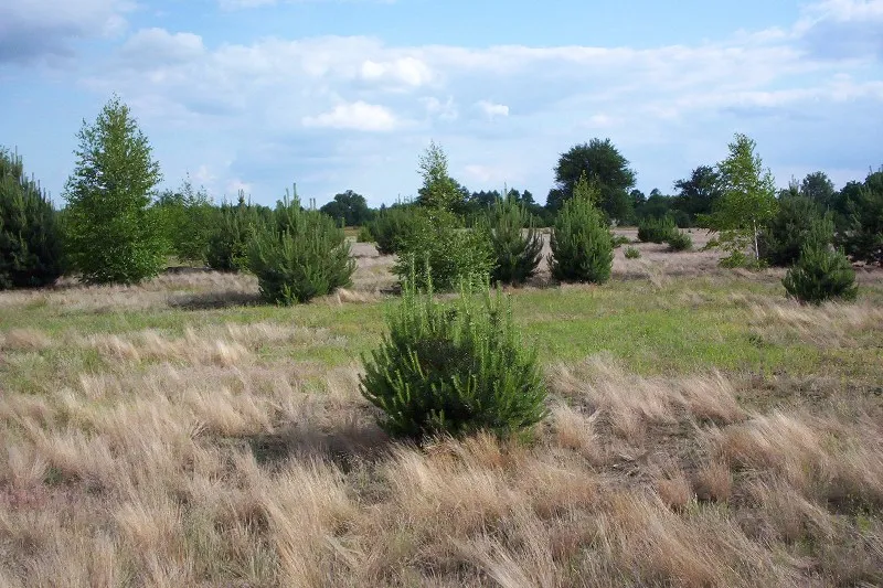 sukcesja wtórna opuszczone pole las