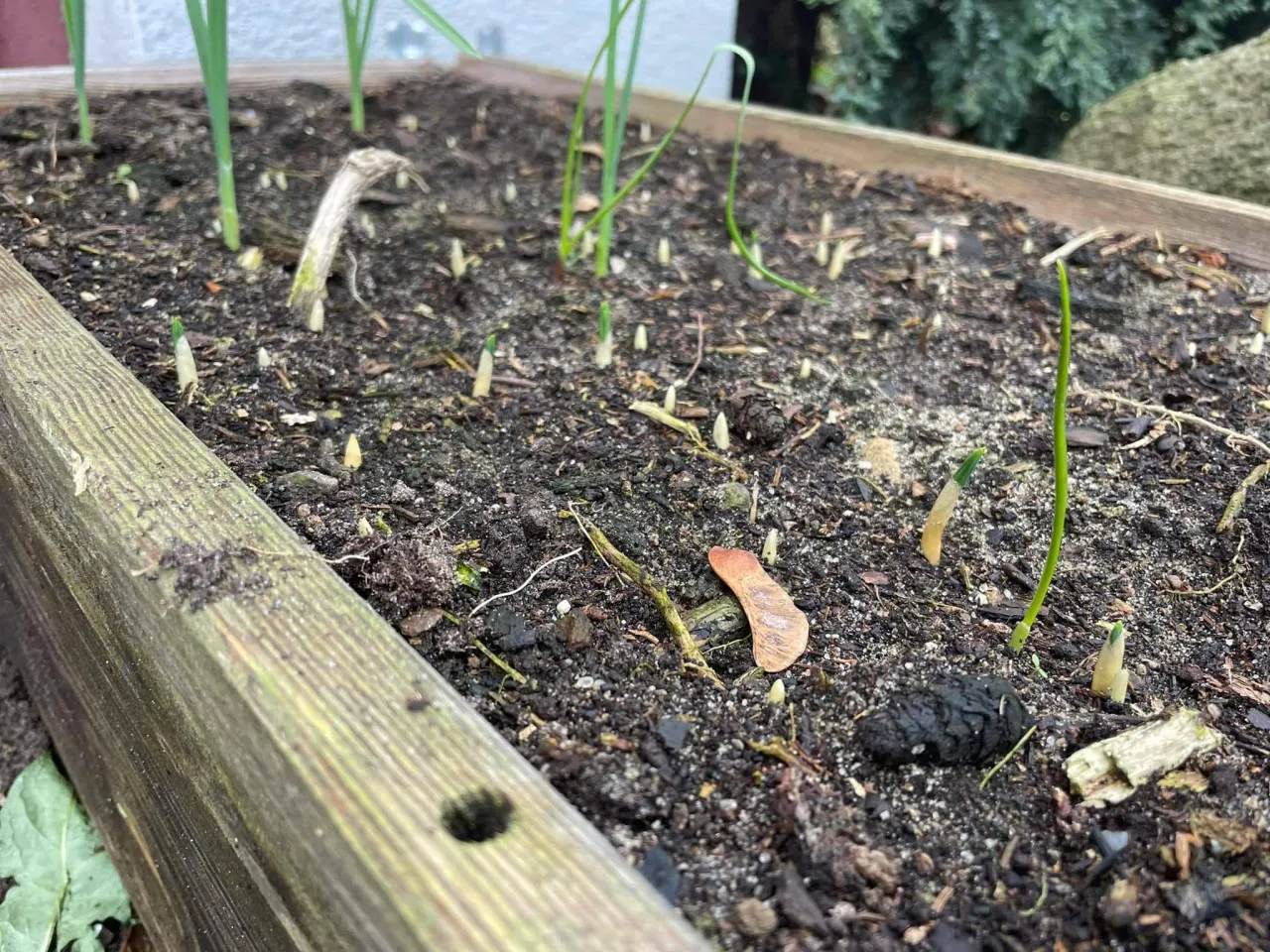 Sadzenie cebulek hiacynt&oacute;w jesienią