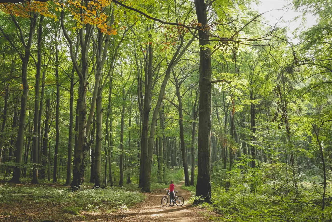 Rezerwat Segiet buczyna wiosną