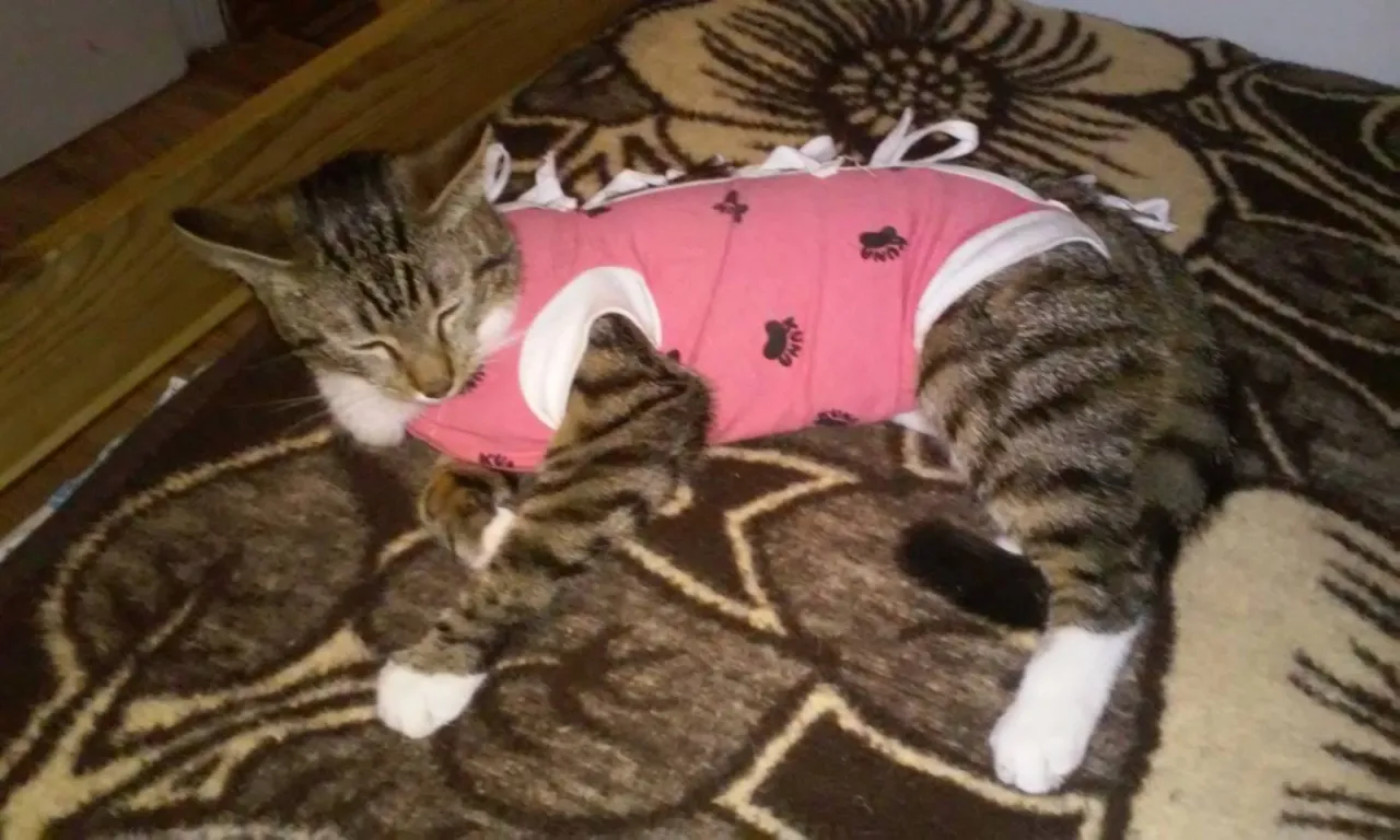 kotka w kołnierzu pooperacyjnym