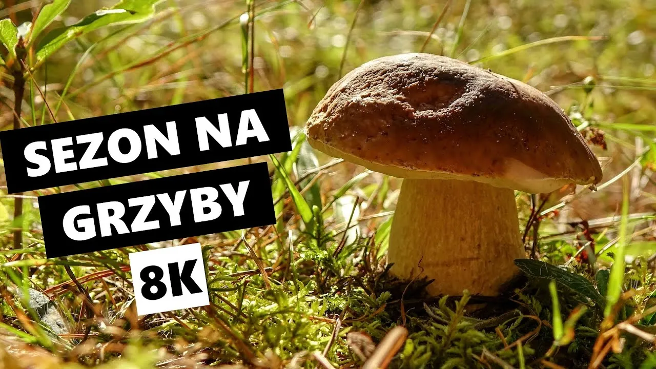 Zdjęcie Kiedy jest sezon na grzyby? Sprawdź najlepsze miesiące na zbiór