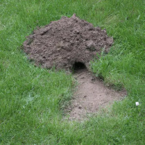 Zdjęcie Jak bezpiecznie pozbyć się zmiji z ogrodu? Skuteczne sposoby odstraszania węży