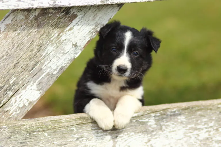 Zdjęcie Border Collie - poznaj najpiękniejszą rasę psa na świecie i jej wygląd