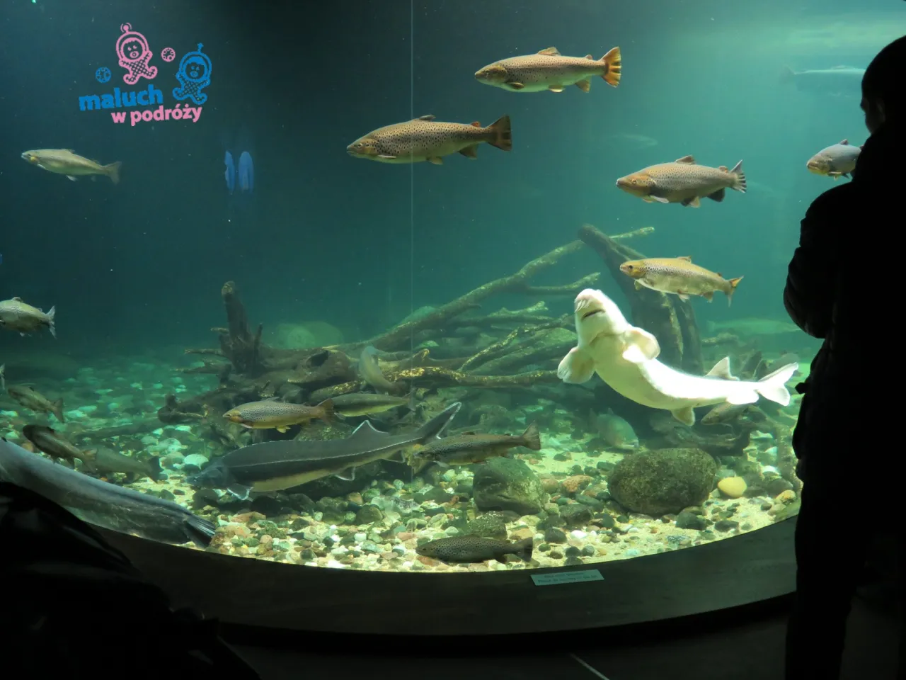 Zdjęcie Oceanarium Stralsund opinie: co warto wiedzieć przed wizytą?
