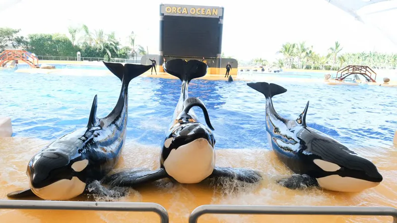 Zdjęcie Teneryfa oceanarium: Niezapomniane atrakcje Loro Park czekają na Ciebie