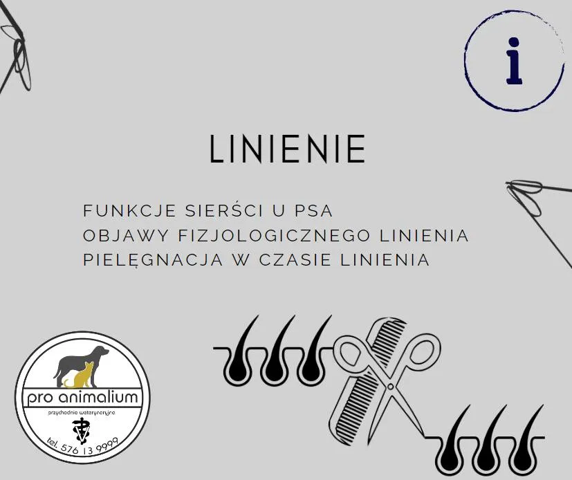 Zdjęcie Kiedy pies zmienia sierść? Poznaj sekrety linienia u psów