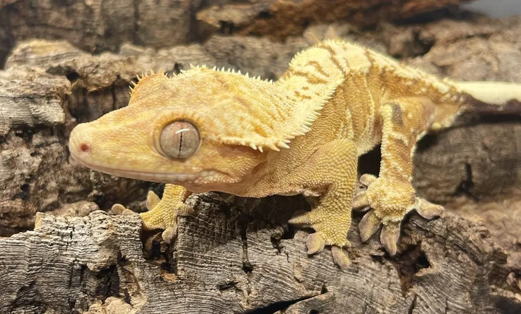 Zdjęcie Ile żyje gekon orzęsiony? Fakty, które mogą cię zaskoczyć