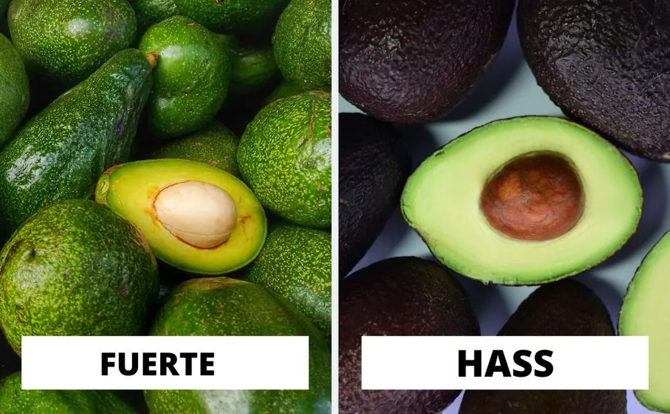 Zdjęcie Jakie awokado wybrać, aby uniknąć rozczarowania w guacamole?