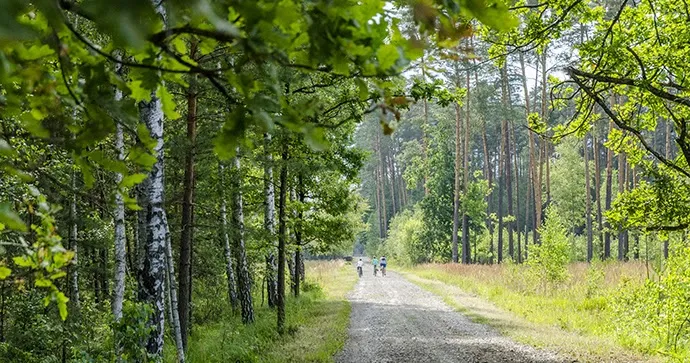 Zdjęcie Najlepsze trasy rowerowe w Lasy Janowskie – trudności i atrakcje