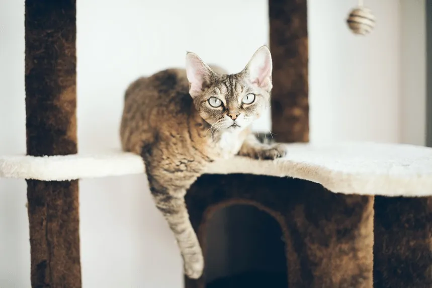 Zdjęcie Standard oceny kotów Devon Rex: kluczowe cechy i punkty scoringowe