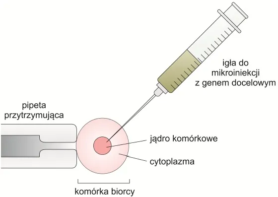 Zdjęcie Co to jest wektor w biologii i jak zmienia genetykę organizmów?