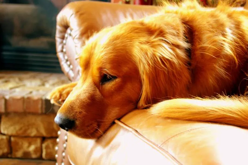 Zdjęcie Jak wychować golden retrievera: skuteczne metody, które działają