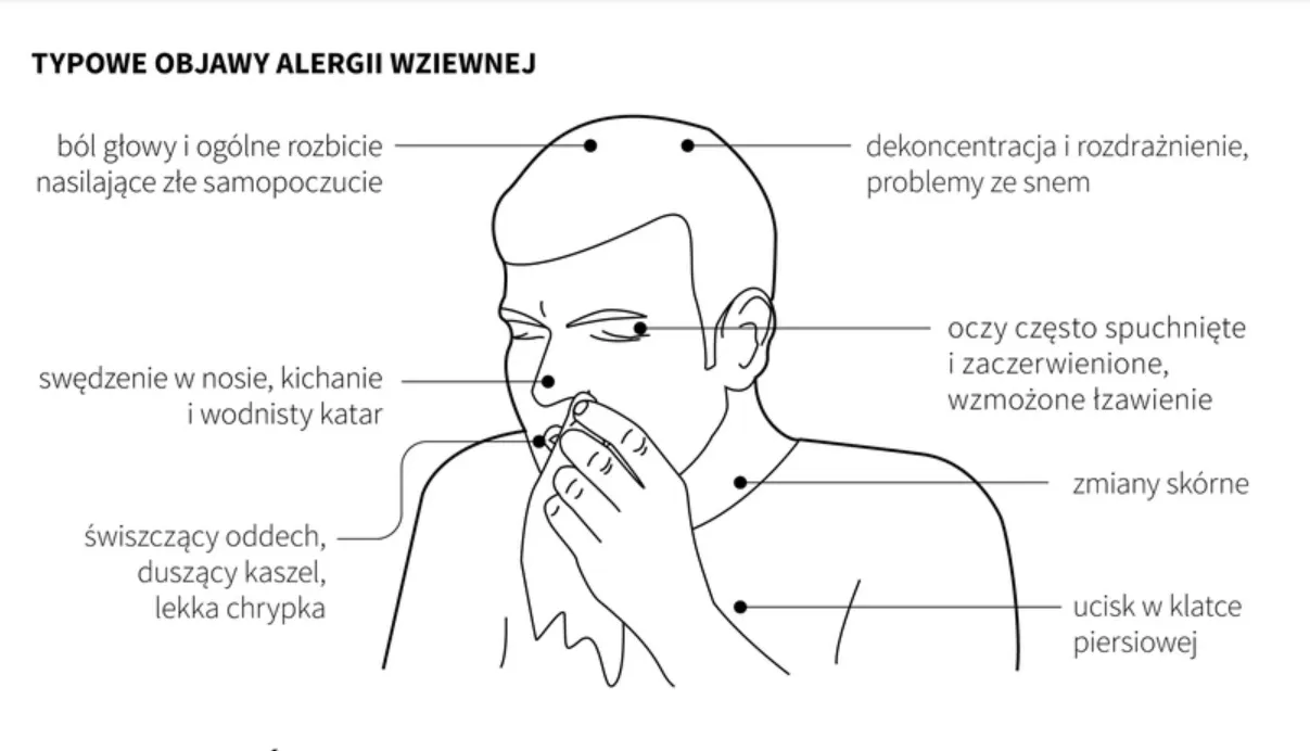 Zdjęcie Jak efektywnie rozpoznać objawy alergii wziewnej? Porady i wskazówki